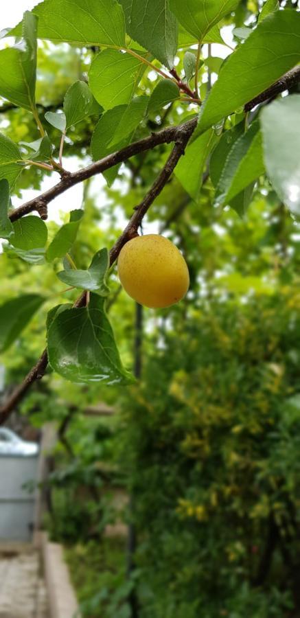 Green House In バトゥーミ エクステリア 写真